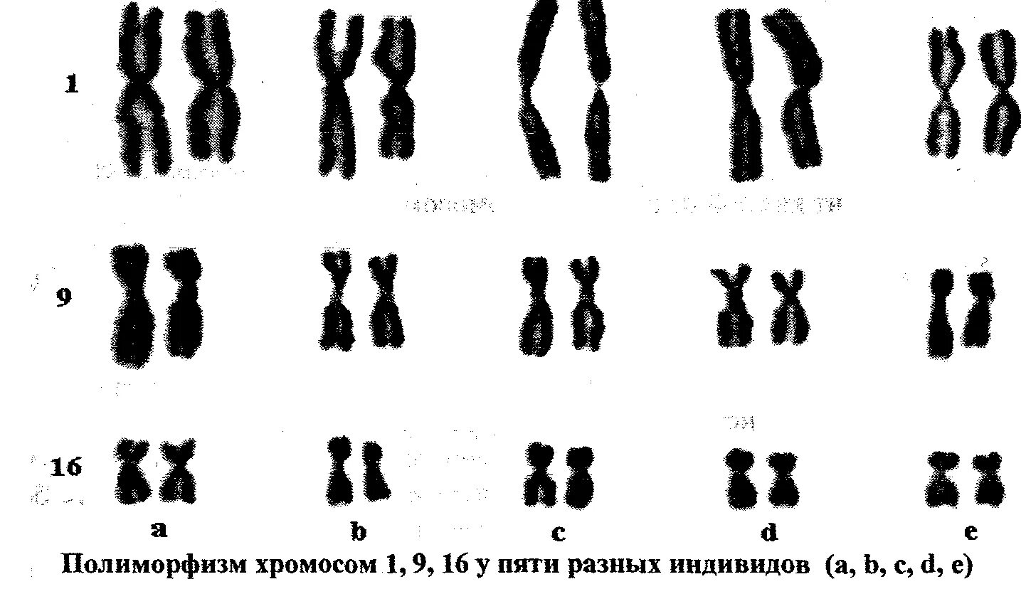 Изменение окраски хромосом