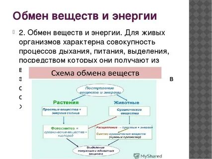 Обмен веществ конспект 9 класс
