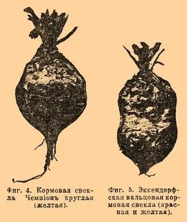 Как дают кормовую свеклу