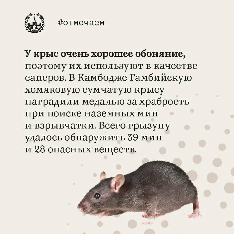 отличие мыши от крысы. крыса роль. творческие способности у крыс. крыса роль. крыса.