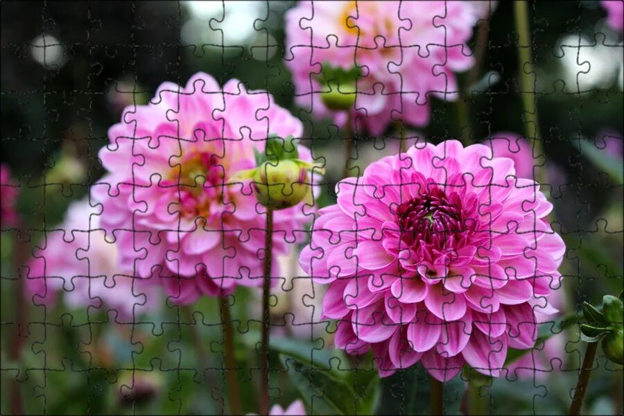 Dahlia цветок. Георгин пинк. Dahlia цветок. Георгин блом пурпл. Георгин фуксия.