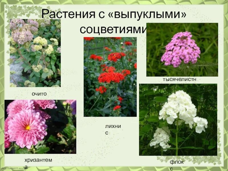 Простые соцветия головка. Монохазий завиток соцветие. Растение цветки которого собраны в соцветия. Соцветия. Соцветие это в биологии.