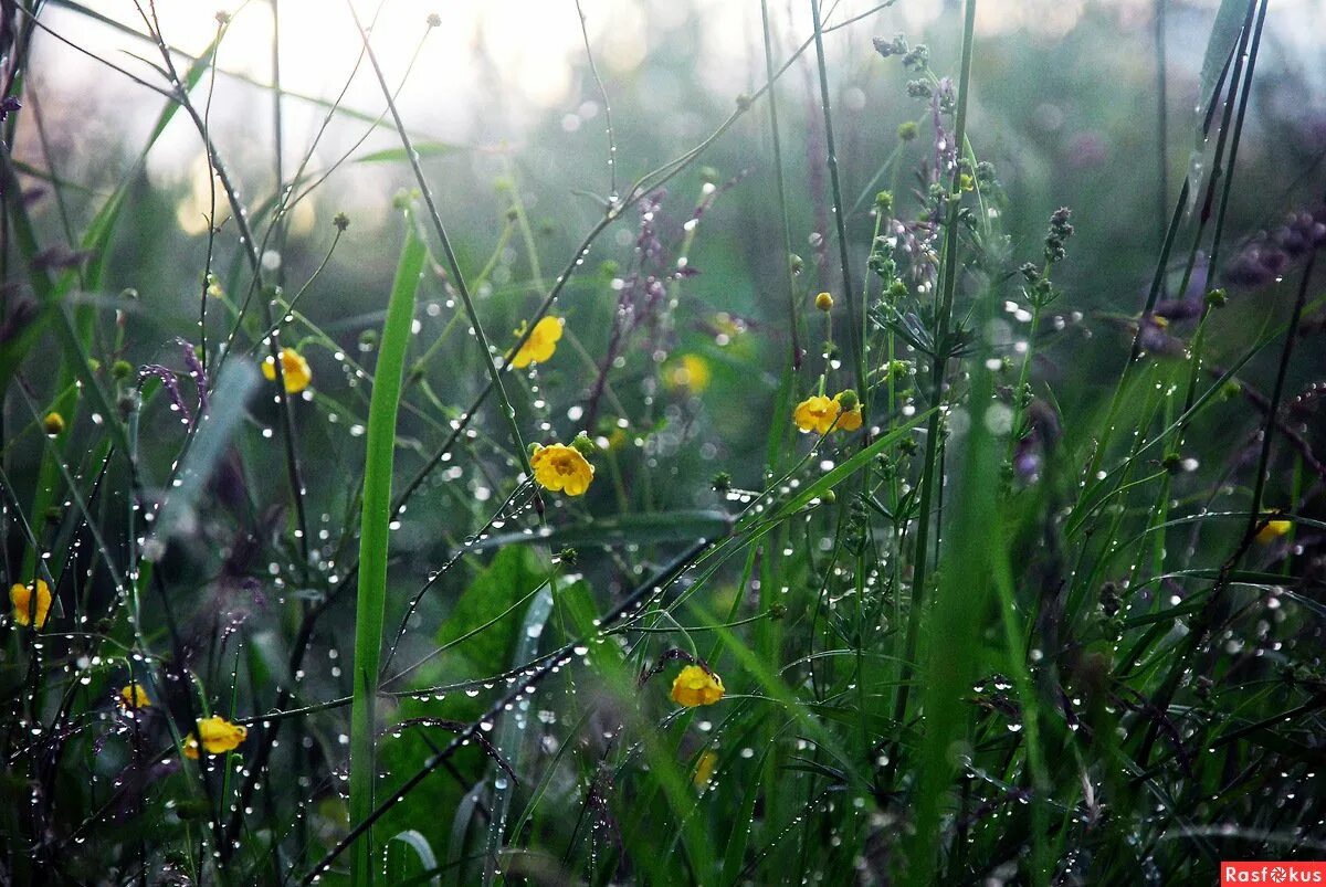 После летнего дождика. Природа трава роса. Трава после дождя. Солнце после дождя. Утренняя роса на траве.
