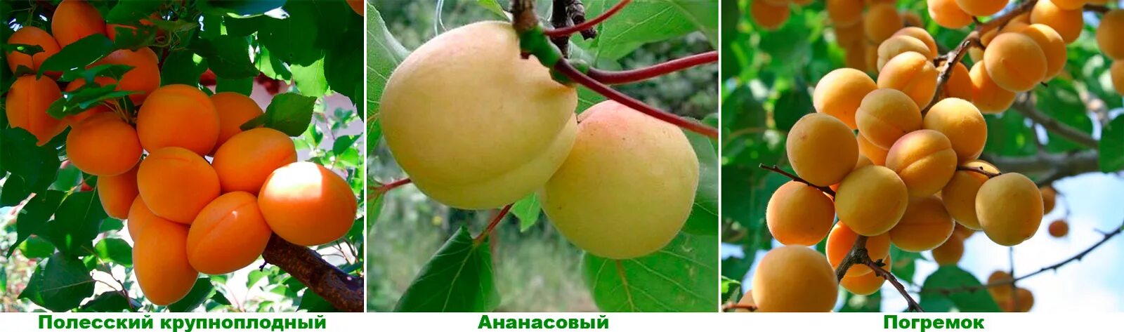 Погремок абрикос сорт. Дерево абрикос погремок. абрикос полесский крупноплодный. колоновидный абрикос погремок. абрикос погремок цветение.