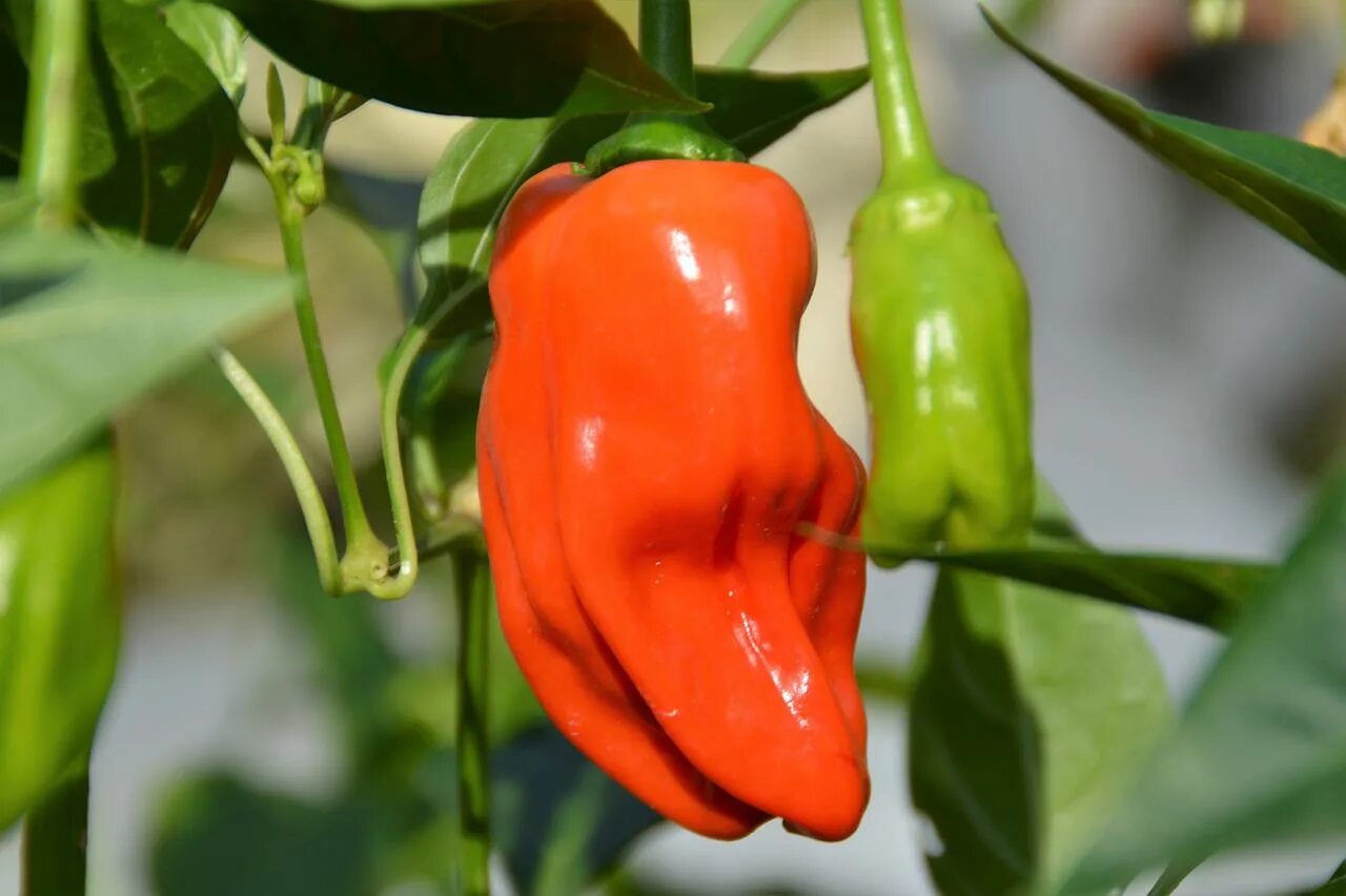 Перец острый Визирь. Перец Capsicum annuum. Перец муженек