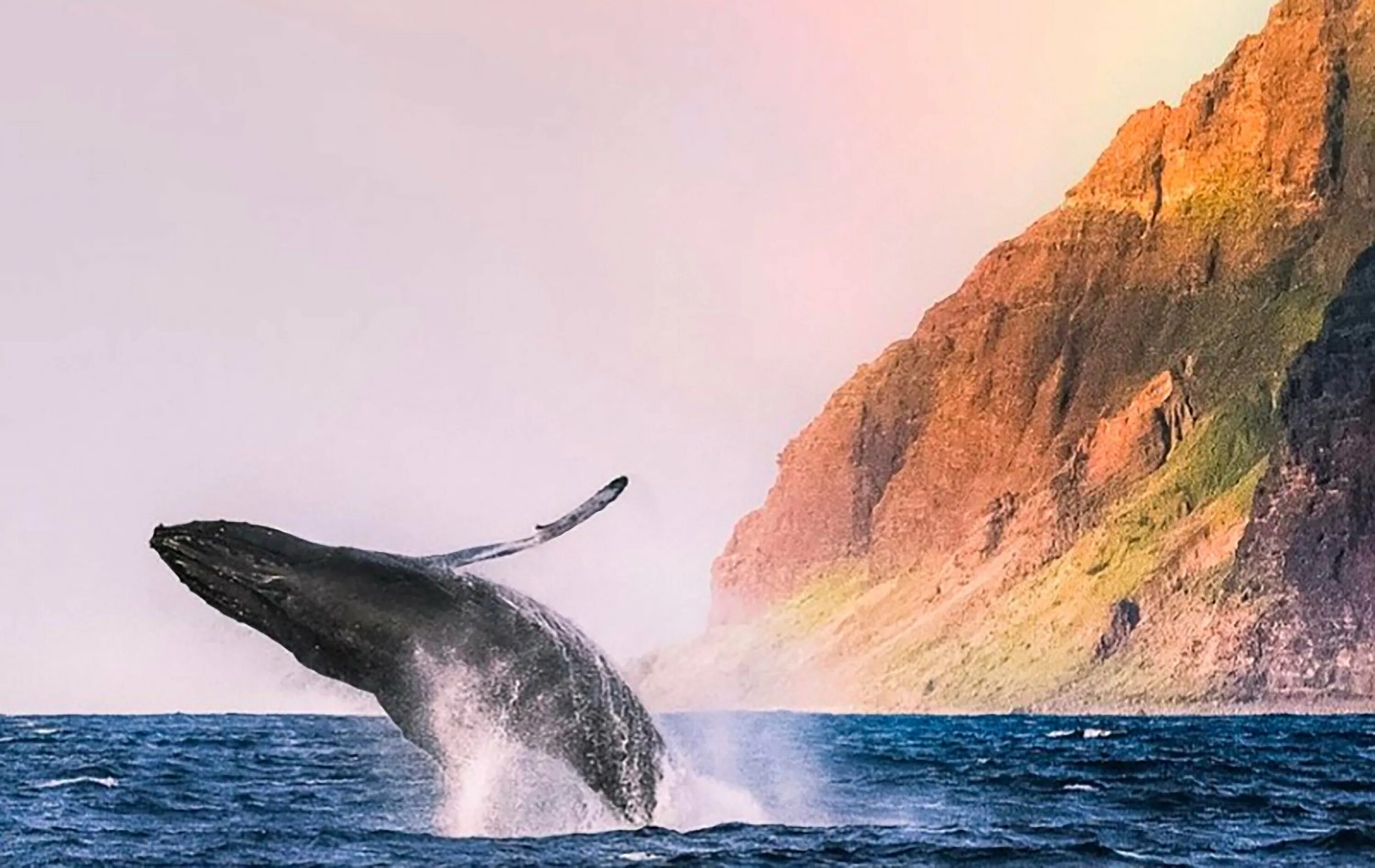 Кейптаун киты. Херманус киты. Херманус киты. Херманус юар киты. Киты в юар.