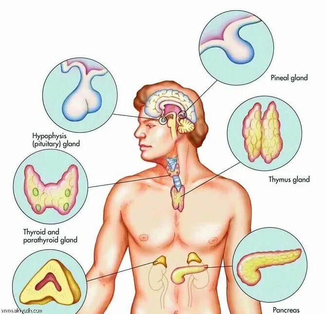 гипофиз надпочечники поджелудочная железа тимус. гипоталамус гипофиз надпочечники. система желез внутренней секреции. железы и гормон таблица эпифиз паращитовидные железы тимус половые.