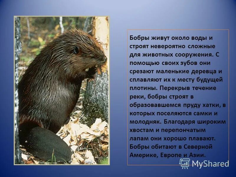 Бабруйск для бобров. Где обитает бобр. ). Тувинские бобры. Выхухоль и ондатра.