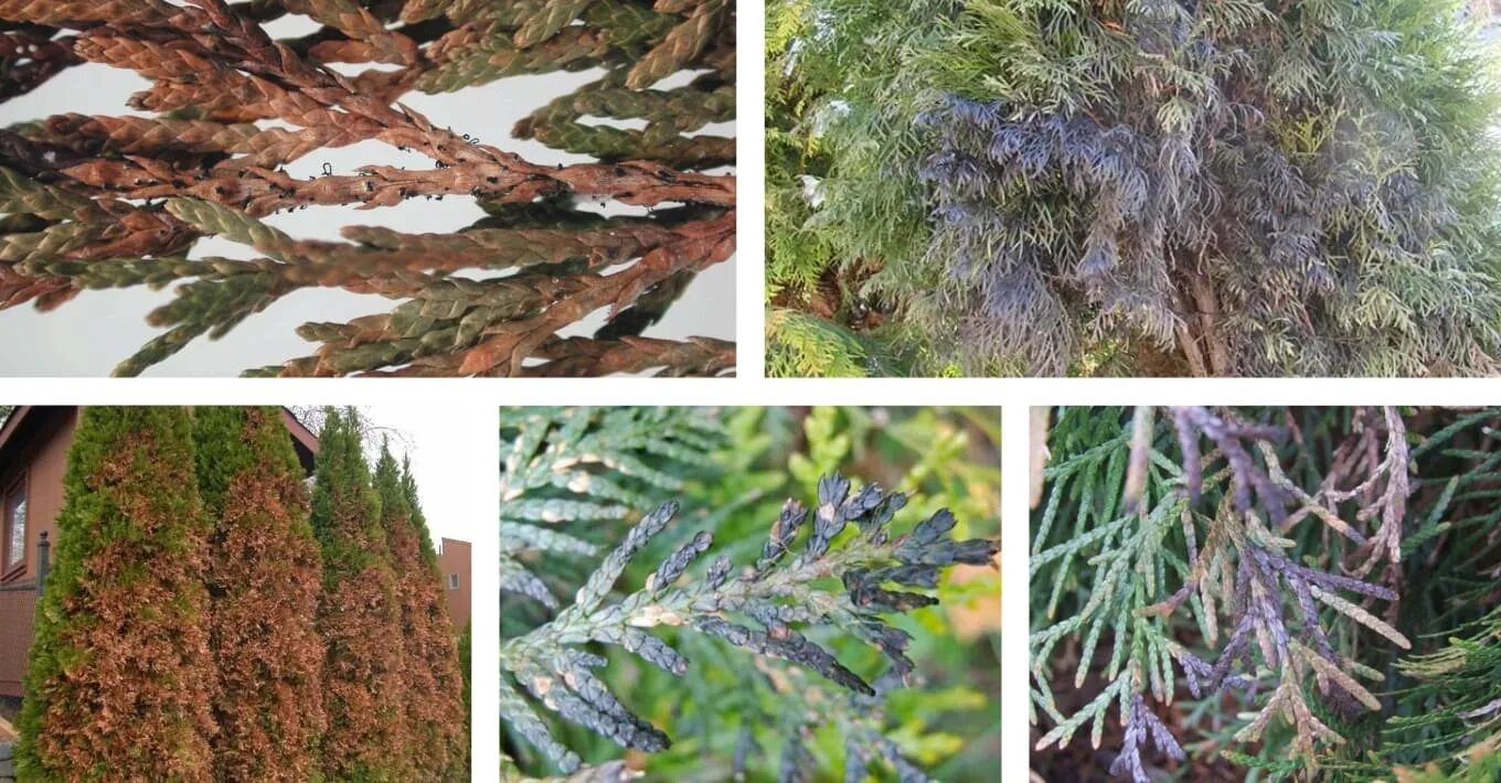 Фото больной туи: причины и симптомы Дары природы Фотогалерея природы на greenma