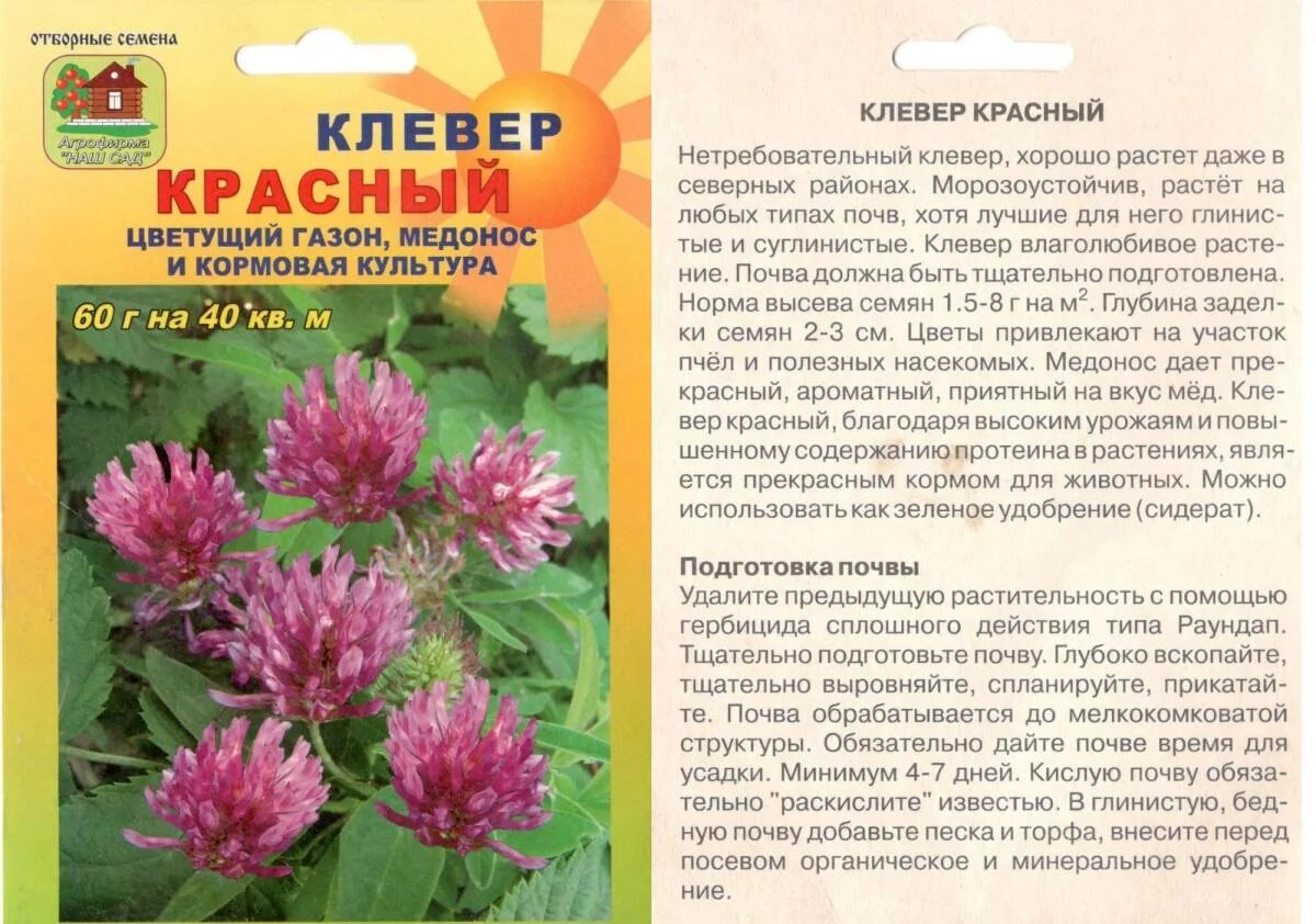 Клевер какая почва. Клевер красный семена. Сидерат Клевер красный. Клевер описание растения. Как растет красный Клевер.