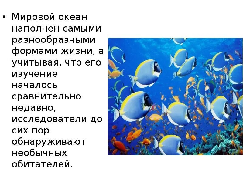 Большая часть организмов в мировом океане сосредоточены. Обитатели мирового океана презентация. Мировой океан и его обитатели. Презентация на тему мировой океан. Мировой океан проект.