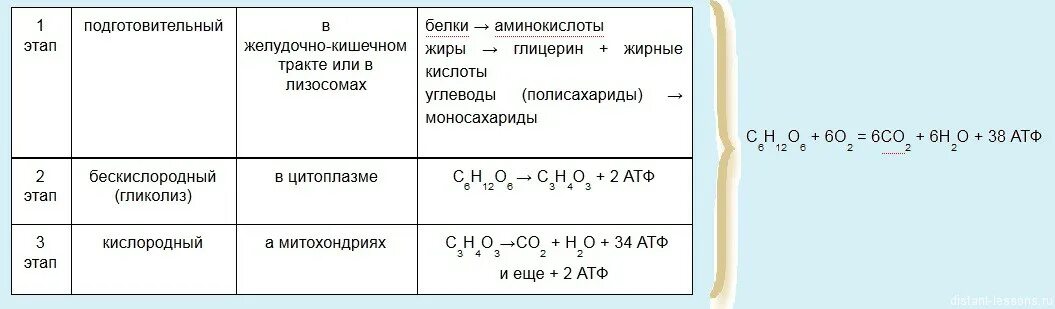 Этапы энергетического обмена гликолиз. Этапы клеточного дыхания таблица. Этапы энергетического обмена реакции. Схема кислородного этапа клеточного дыхания