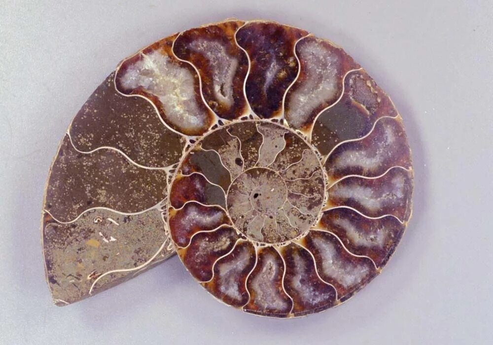 аммонит спитоницерас. аммонит срез. аммонит срез. срез аммонита. аммонит изделия из камня.