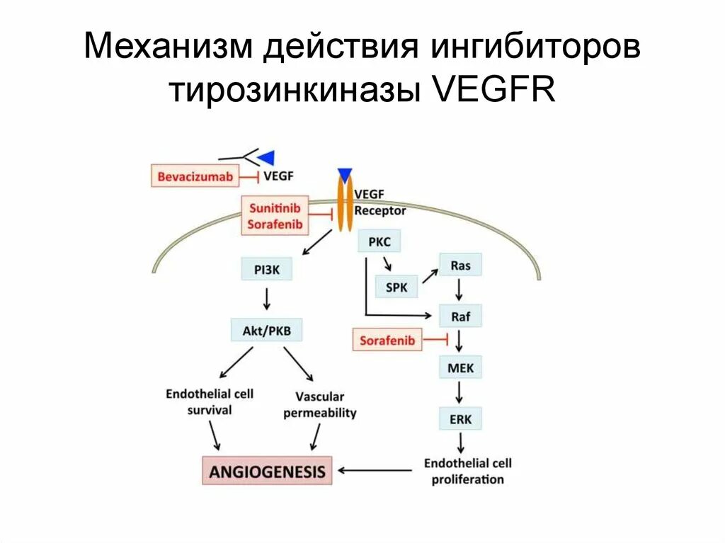 Ингибиторы протеинкиназ механизм действия. Ингибиторы тирозинкиназы механизм действия. Ингибиторы протеинкиназы механизм действия. EGFR тирозинкиназа. Ингибиторы киназы