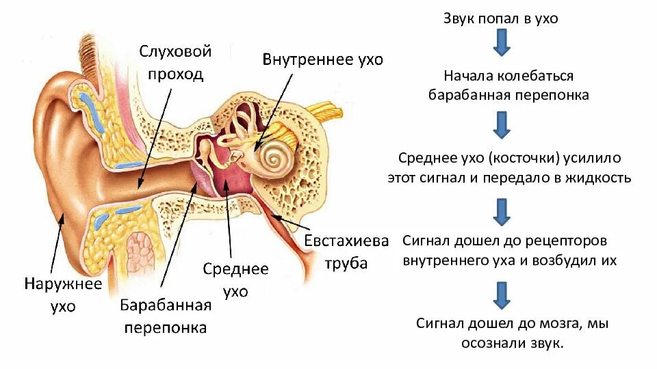 Среднее ухо барабанная перепонка слуховые косточки. Рецепторы слуха схема. Строение уха слуховые косточки. Наружный слуховой проход барабанная перепонка.