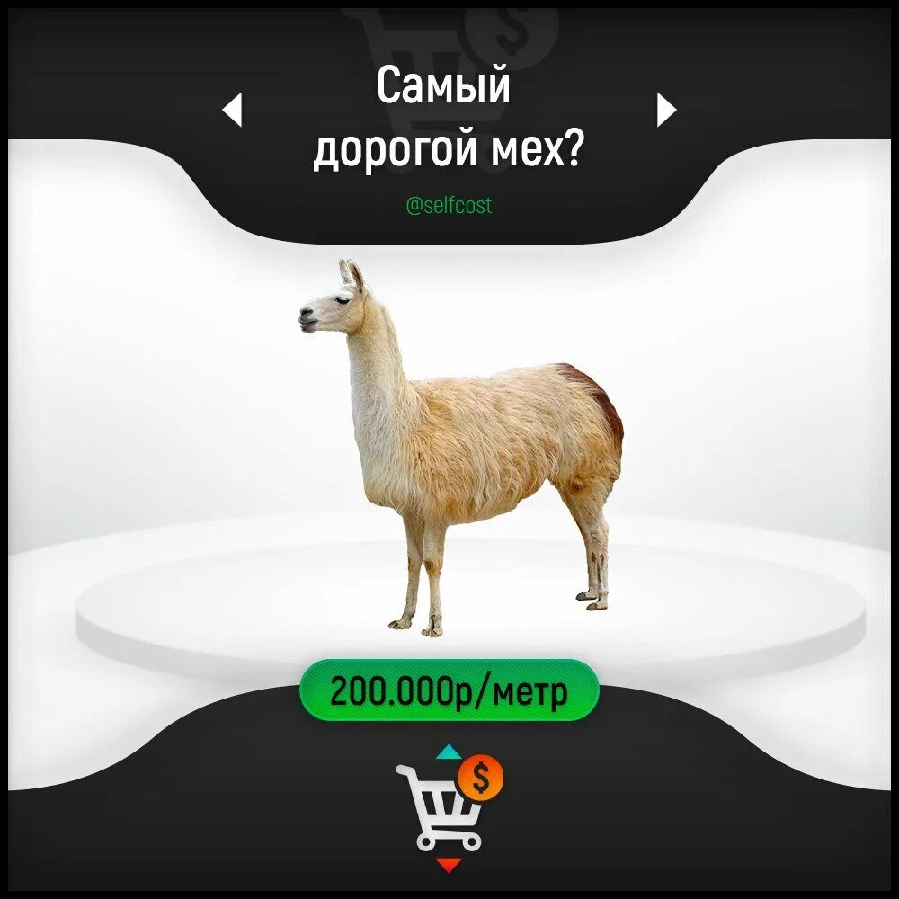 Мех какого животного самый дорогой. Самый дорогой мех в мире. ценный мех. самый ценный мех. самый дорогой мех викунья.