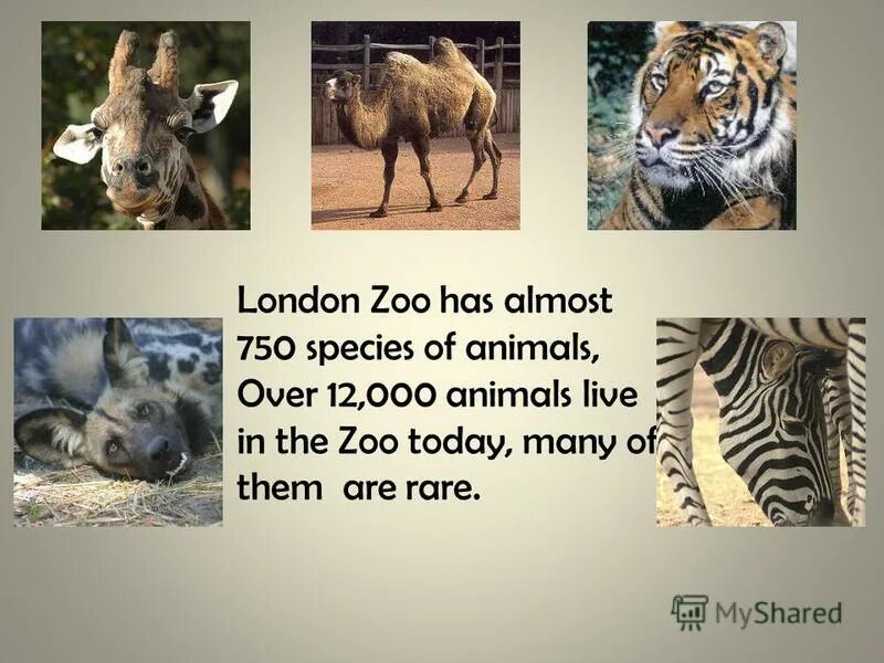 Текст про зоопарк 4 класс