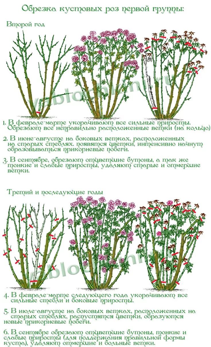 Цветущие розы в саду. Весенняя обрезка чайно гибридных роз. Осенняя обрезка роз. Осенняя обрезка роз флорибунда. Обрезка плетистой розы после цветения летом.