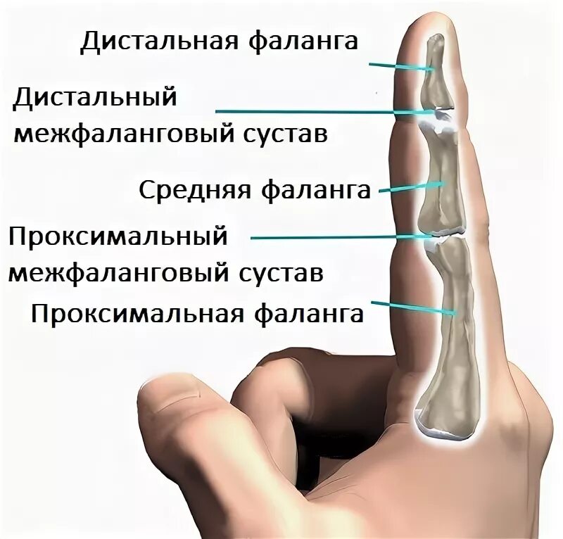 Проксимальный сустав пальца