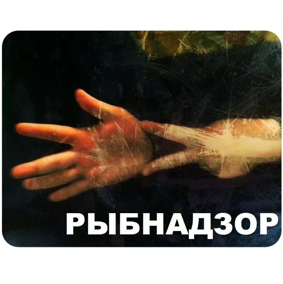 Анекдот про рыбнадзор. Рыбнадзор прикол. Кот рыбнадзор. А ты знаешь кто я рыбнадзор видео. Анекдоты.