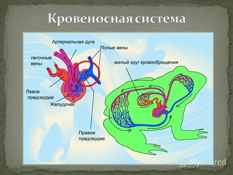 Сколько кровообращения у лягушек