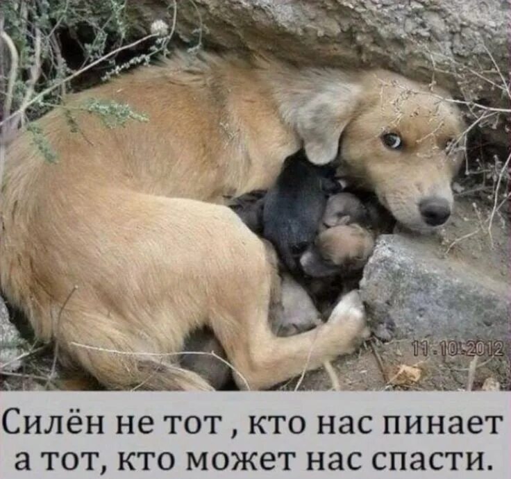 Спасение и забот. Бездомные собаки. берегите бездомных животных. мотиватор бездомные животные. забота о бездомных животных.