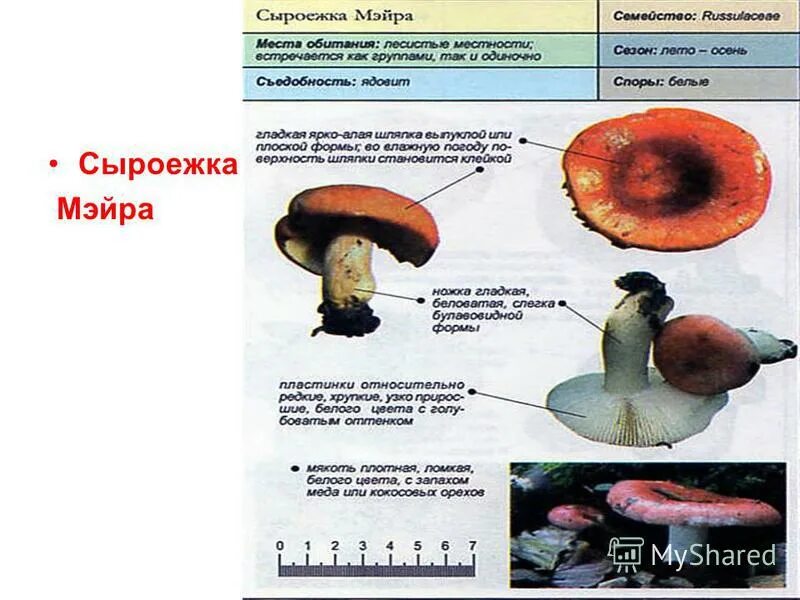 Какую среду обитания освоила сыроежка впр 5. Среда обитания сыроежки грибы. Сыроежка гриб паразит. Сыроежка Мейера. Ложные сыроежки.