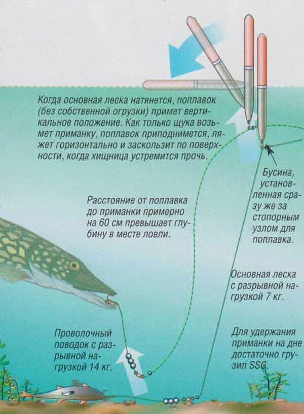 Какую щуку можно ловить. Снасть на щуку на живца с поплавком. Оснастка на щуку с поплавком. Поплавочная оснастка на щуку. Оснастка на щуку на живца поплавочной.