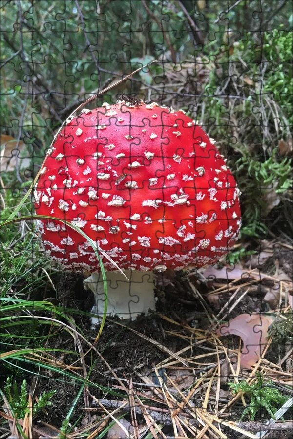 Как выглядит настоящий мухомор Posts with tag Marshy woodlands