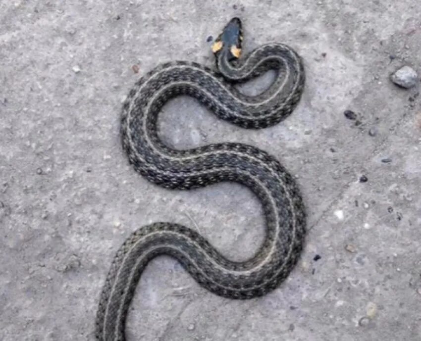 Змеи на участке - как распознать ядовитую и защитить себя от укуса? Snake, Lizar