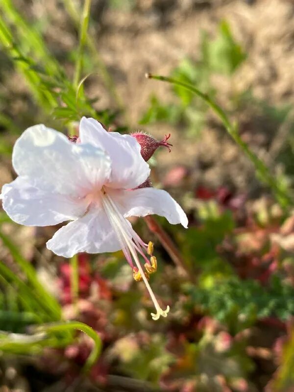 Телеграм герань. Герань луговая. Телеграм герань. Телеграм герань. Герань садовая сплиш сплэш.