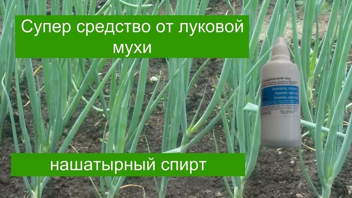 Лук от мухи обработать. Средство от луковой мухи на грядке. От луковой мухи препараты на грядках. Луковая Муха методы борьбы нашатырным.