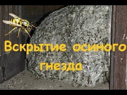 Не семейка а осиное гнездо угораздило