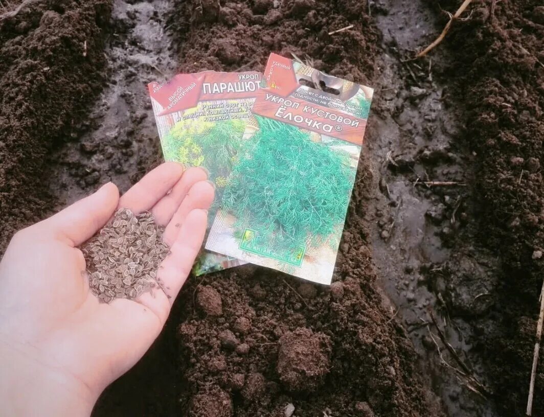 укроп семена для посадки. зелень семена для посадки. укроп семена. укроп огородный семена. семена укропа посев.
