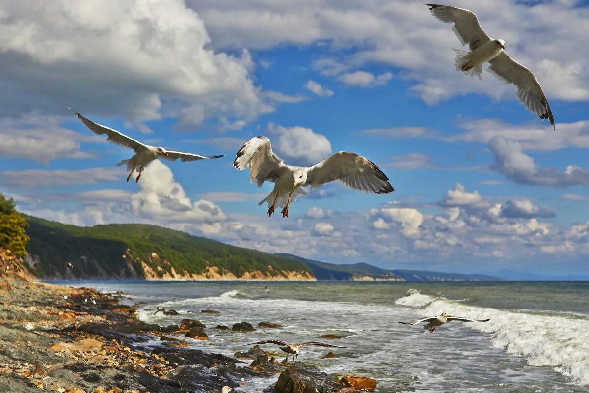 Береговая чайка. Чайки над морем. Птицы над морем. Морской пейзаж с чайкой.
