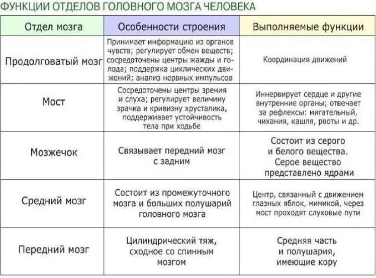 Головной мозг система органов и функции. Строение и функции отделов головного мозга таблица. отдел головного мозга особенности строения функции таблица. отделы головного мозга структура и функции таблица. таблица по отделам головного мозга строение и функции.