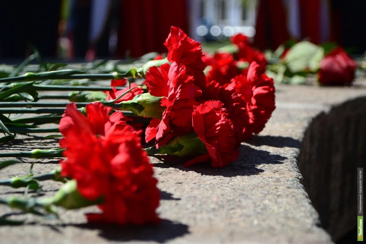 Дань памяти погибшим. Цветы погибшим воинам. Гвоздики погибшим воинам. Память воинам Великой Отечественной войны. Память погибшим воинам.