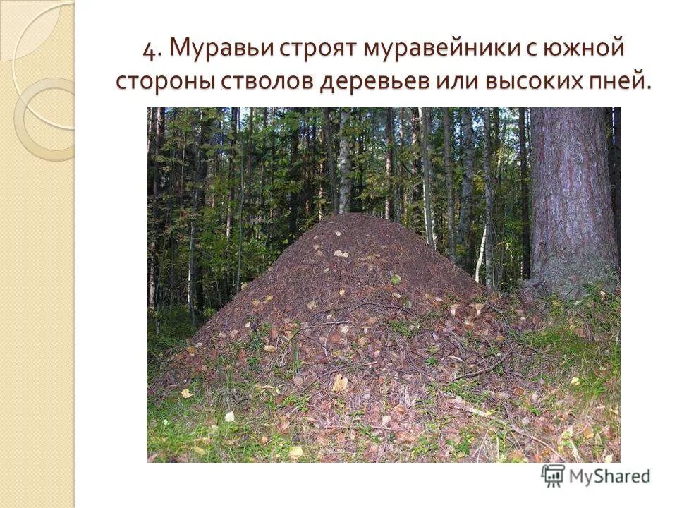 муравейник. ориентирование на местности по муравейнику. муравейник. с какой стороны строят муравейники. муравейник.