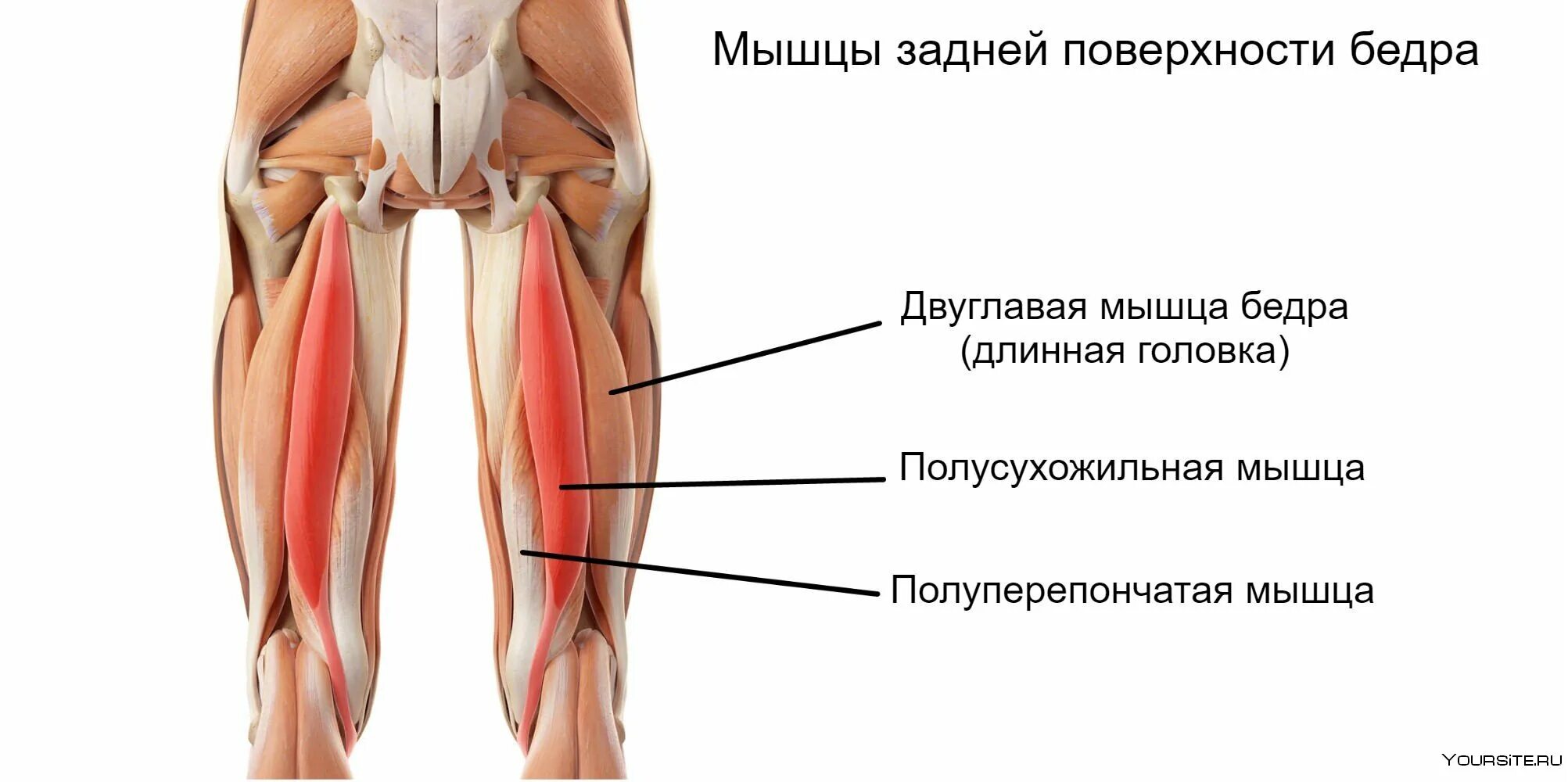 Сухожилие бедро задняя. Задняя группа полусухожильная мышца бедра. Мышцы задней части бедра анатомия. Длинная головка двуглавой мышцы бедра. Двуглавая мышца бедра крепление и функции.