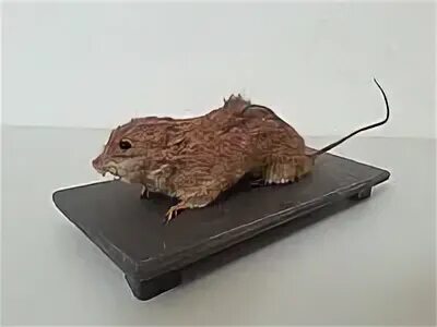 Чучело крысы. Чучело крысы. Таксидермия хомяка. Чучело крысы. Чучело крысы.