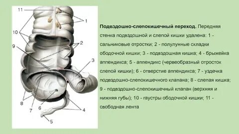 Сальниковые отростки