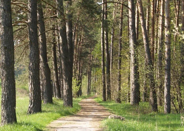 Городской Бор Калуга. Калужский Бор памятник природы. Калужский Сосновый Бор. Калуга, парк Бор. Почему бор назвали бор