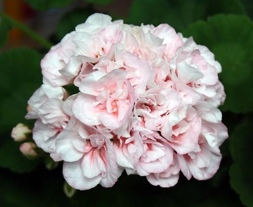 Пеларгония эдвардс плеасуре. Эдвард элеганс пеларгония. Пеларгония эдвардс элегант. Зональная пеларгония edwards blanche. Зональная пеларгония edwards elegance.