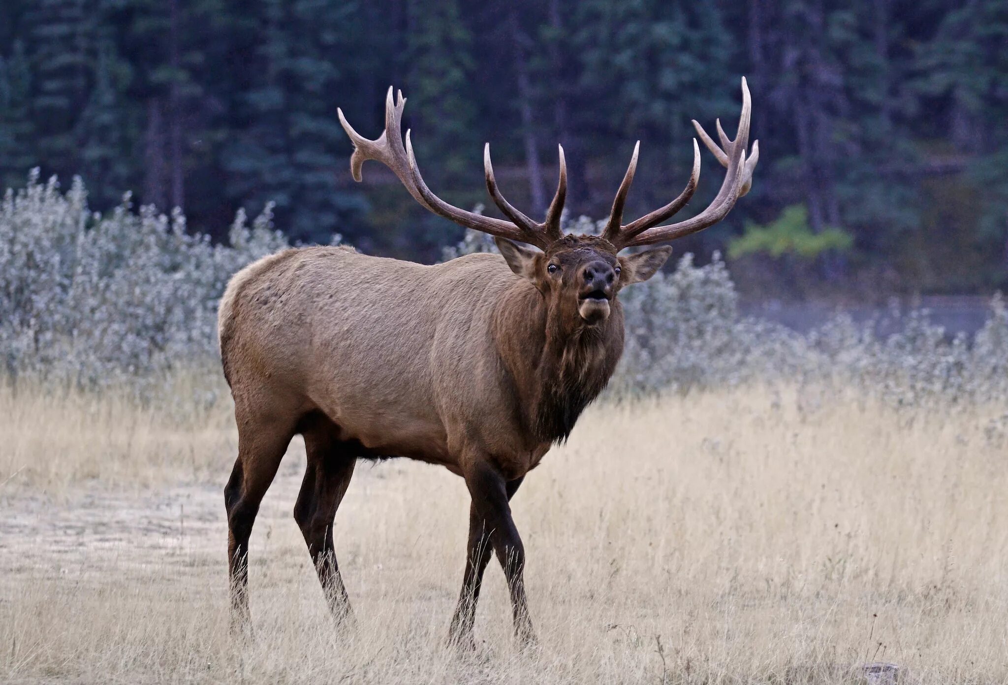 животные русского леса. сибирский северный олень. европейский благородный олень. северные олени якутии. благородный олень изюбрь.