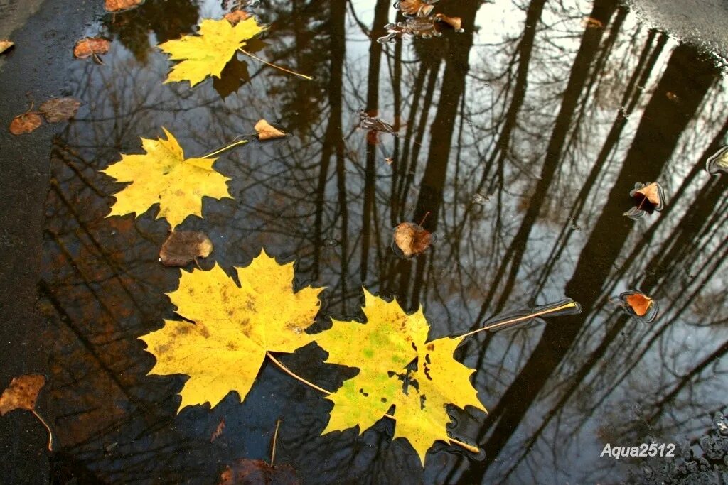 Осень кружатся листья. Падающие листья. Осенние листья кружат. Закружи листочки осень. Осень листьями кружит