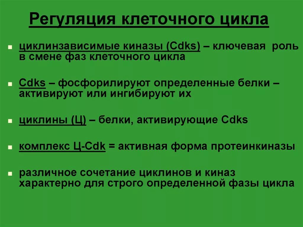 Биологическое значение митоза кратко. Биологическое значение митоза кратко
