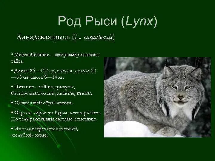 Рысь какой род. Рысь род. рысь какого рода. рысь высота в холке. род слова рысь.