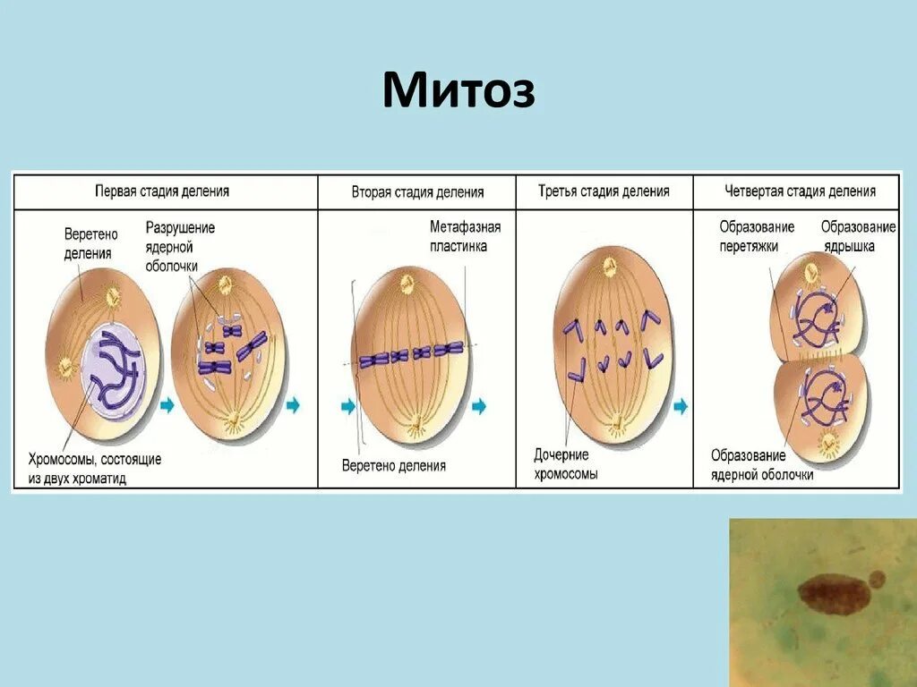 Фазы деления клетки митоз рисунок. Последовательность фаз митоза. Этапы деления клетки митоз. Этапы деления клетки 10 класс. Биология 9 класс митоз