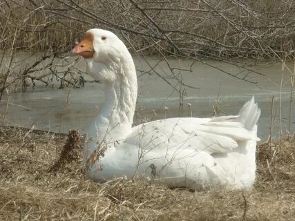 Уральский белый