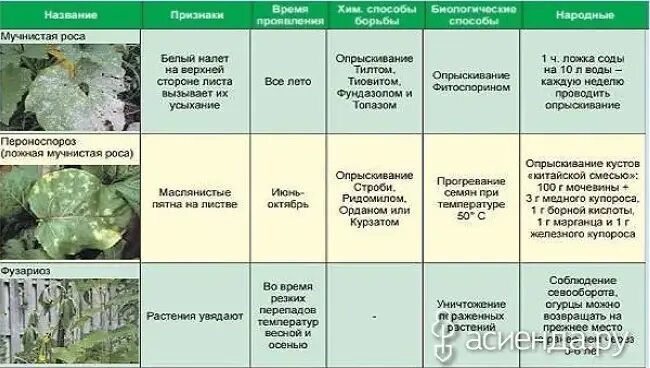Болезни и вредители огурцов описание с фотографиями. Болезни и вредители огурцов описание с фотографиями. Антракноз медянка огурцов. Вредители огурца описание с фотографиями. Болезни огурцов в открытом грунте описание с фотографиями.